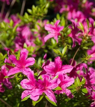 Hotell Foresteria Valdese Torre Pellice